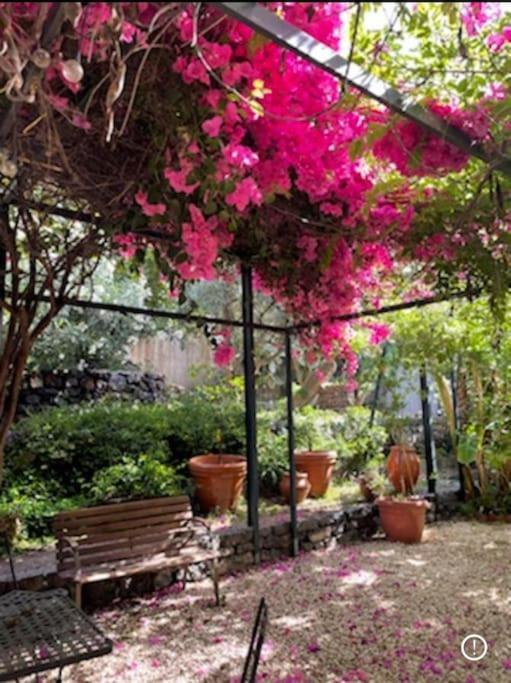 The Garden